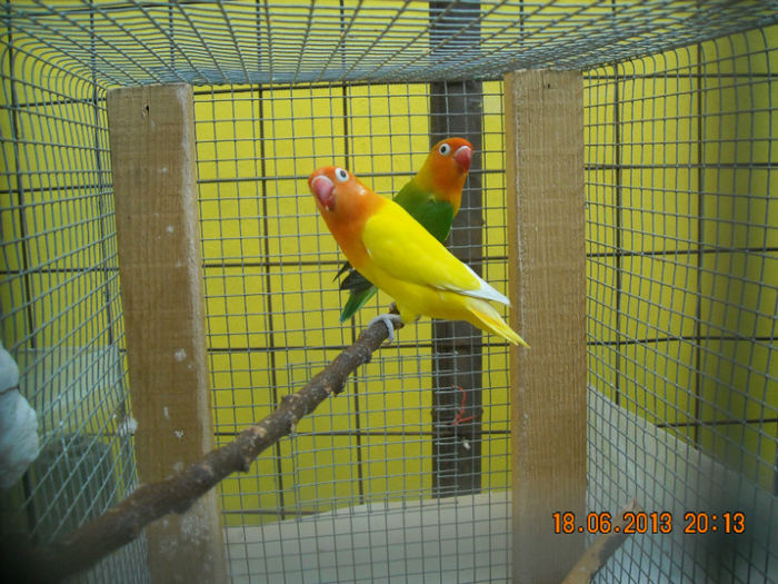 DSCN0089 - Agapornisii mei