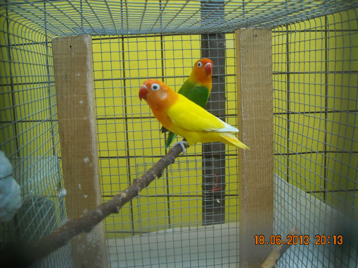 DSCN0090 - Agapornisii mei