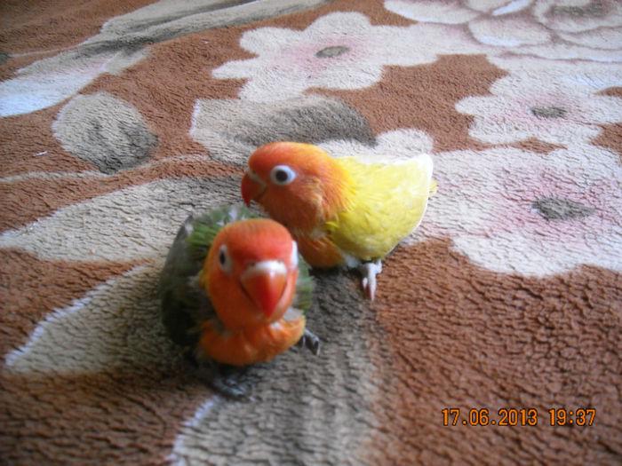 DSCN0087; Ne-am facut mari!
