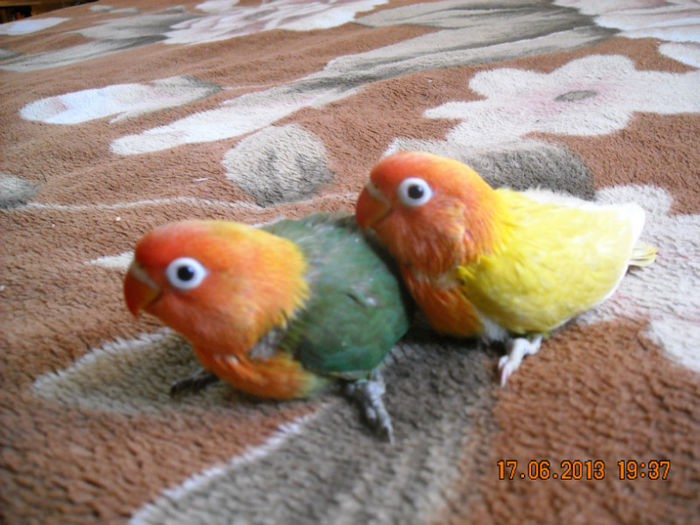 DSCN0088; Puii la 36 de zile de viata
