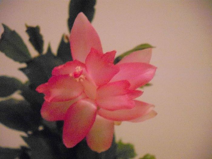 DSCF1572 - SCHLUMBERGERA