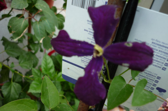 prima inflorire - Clematis