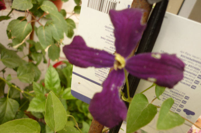 Etoile Violette - Clematis