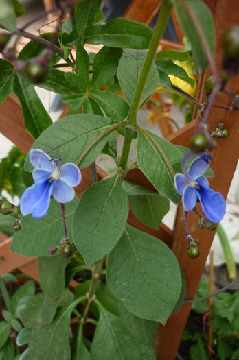 P1040334