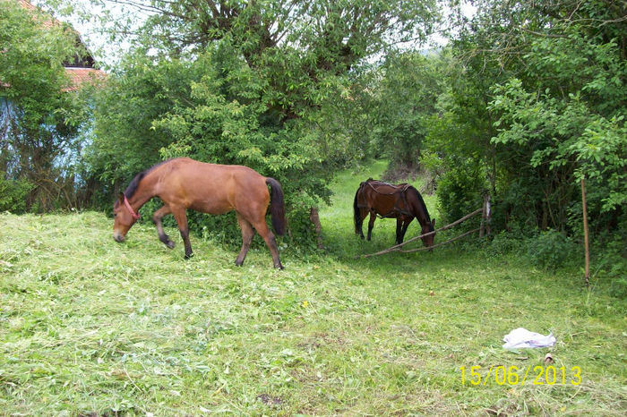 100_8185 - Un sat denumit MICA AMERICA   PALOS ARDEAL