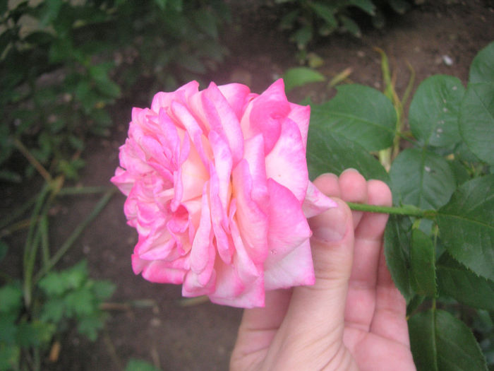 SANY0049
