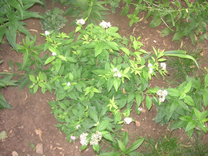 SANY0052