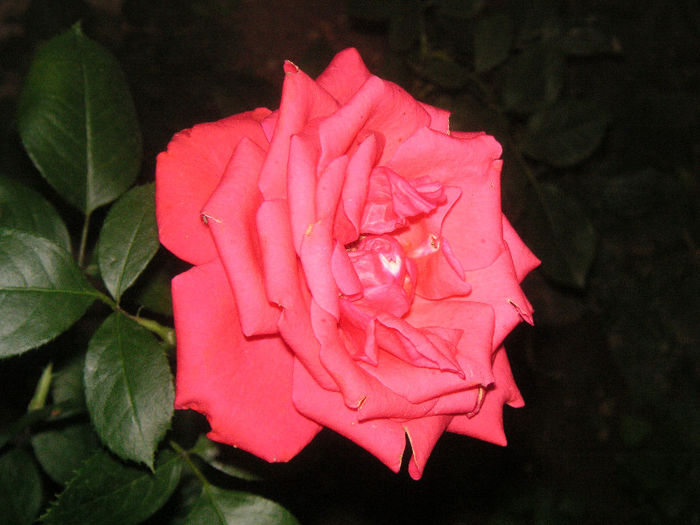 SANY0055
