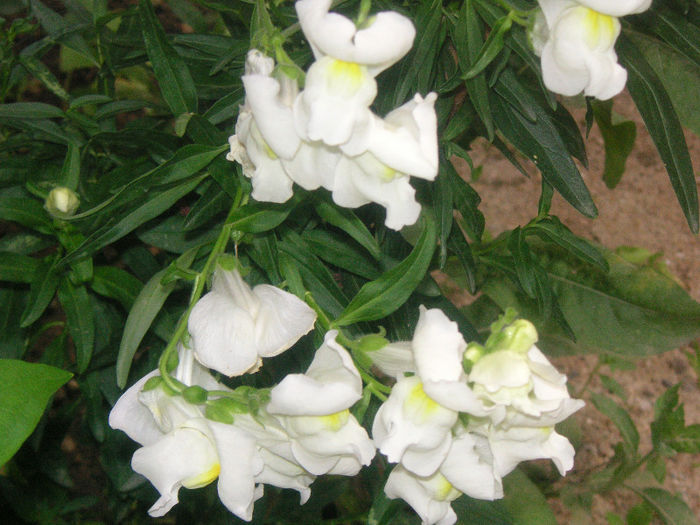 SANY0056