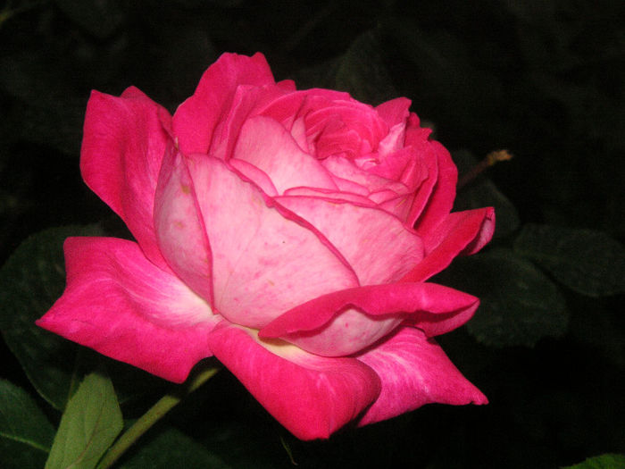 SANY0058