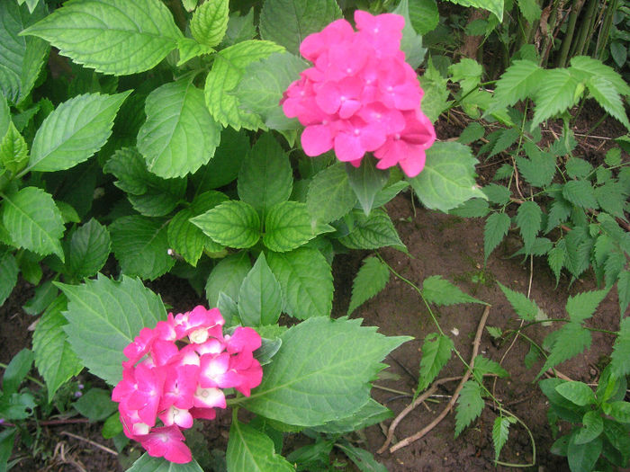 SANY0067