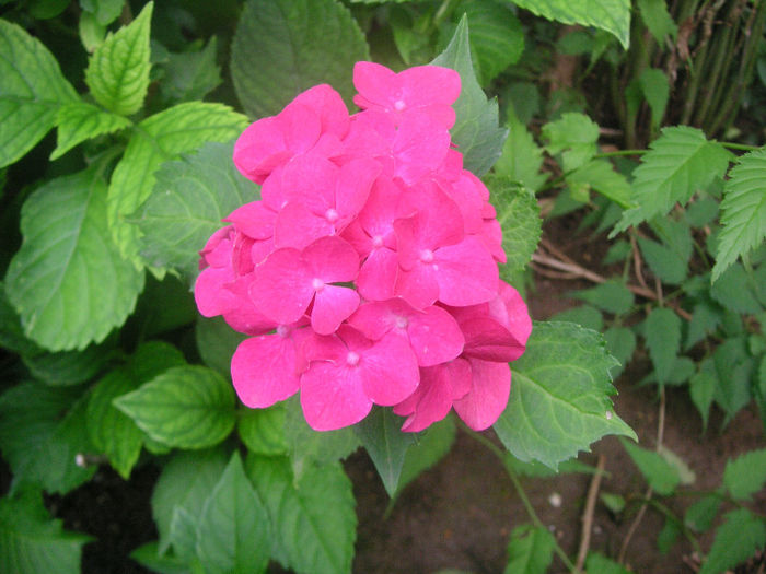 SANY0068