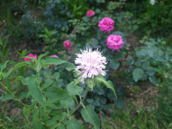 DSCF1872 - vara 2013