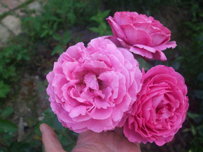 Yves Piaget - vara 2013