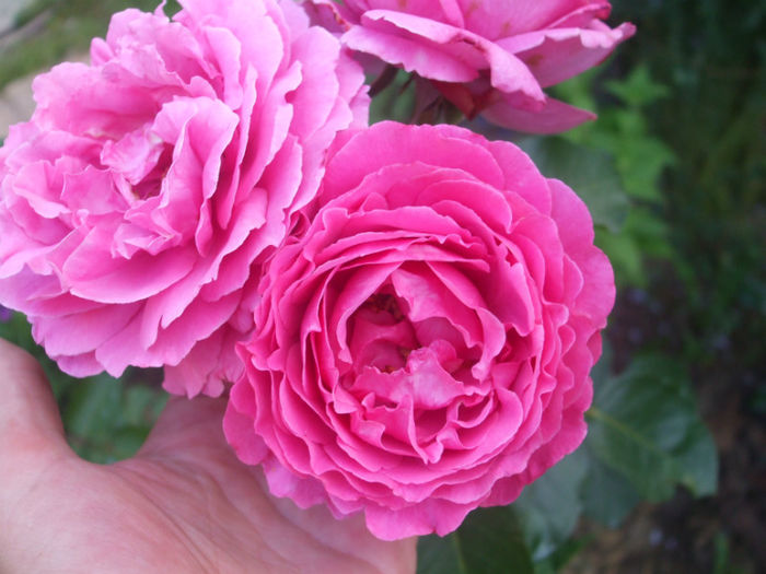 Yves Piaget - vara 2013