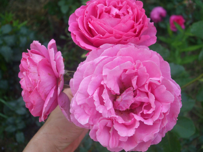 Yves Piaget - vara 2013