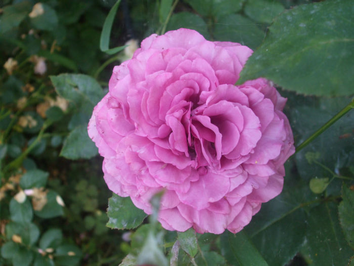 Claude Brasseur - vara 2013