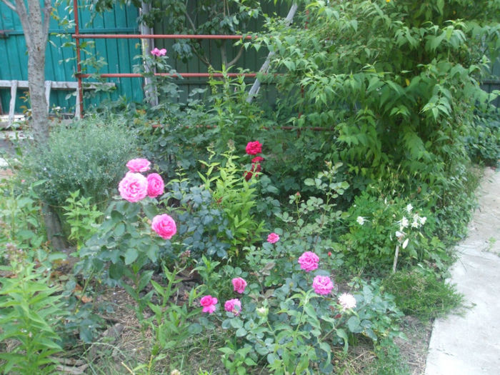 DSCF1891 - vara 2013