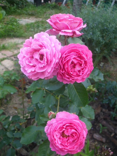 Yves Piaget - vara 2013