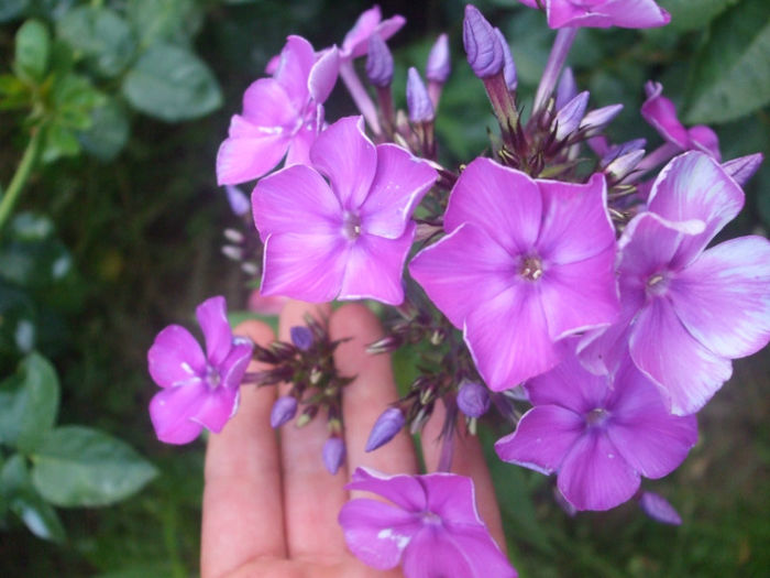 DSCF1883 - vara 2013