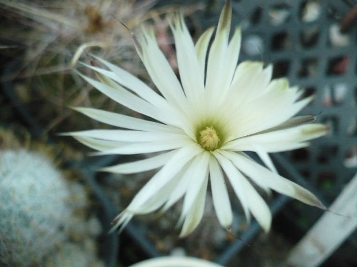 Setiechinopsis mirabilis - o floricica foarte parfumata 18.06.2013 - Cactusi 2013