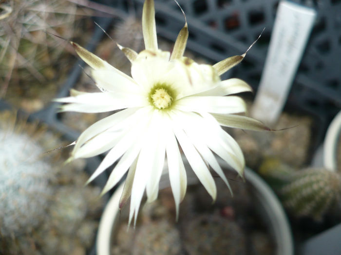 Setiechinopsis mirabilis 18.06.2013 - Cactusi 2013