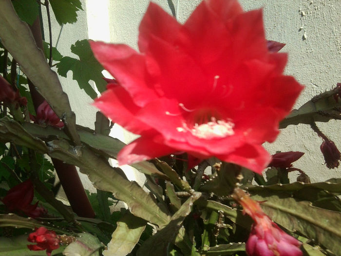 Fotografie3027 - flori de gradina 2013