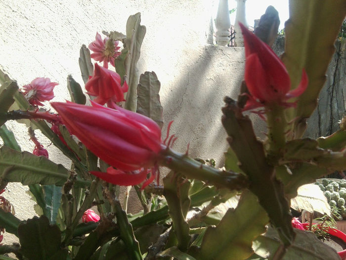 Fotografie3030 - flori de gradina 2013