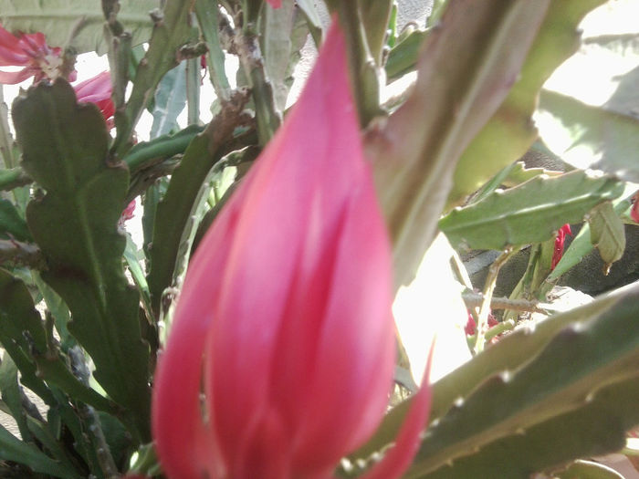 Fotografie3032 - flori de gradina 2013