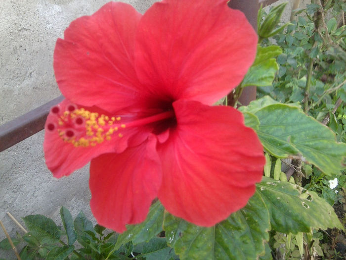 Fotografie3034 - flori de gradina 2013