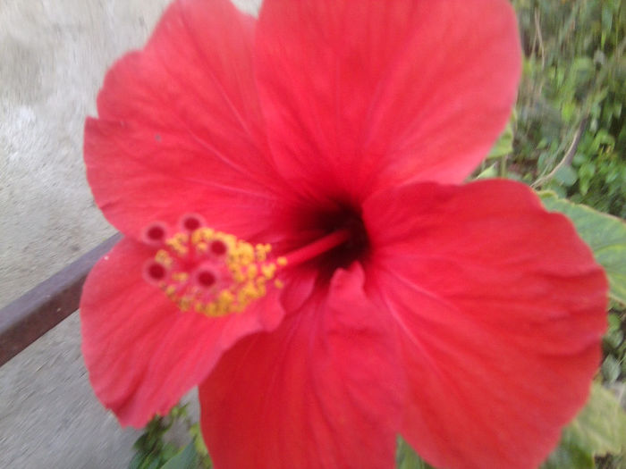 Fotografie3036 - flori de gradina 2013