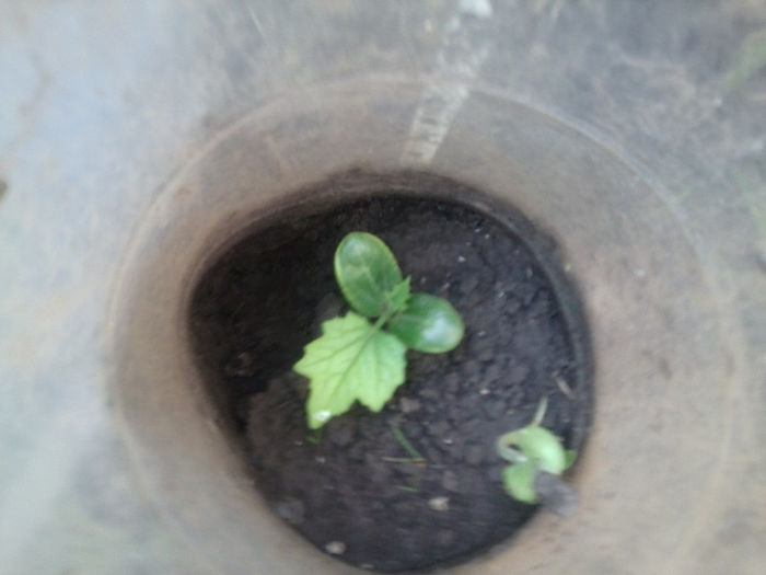 lufa -burete vegetal - flori de gradina 2013