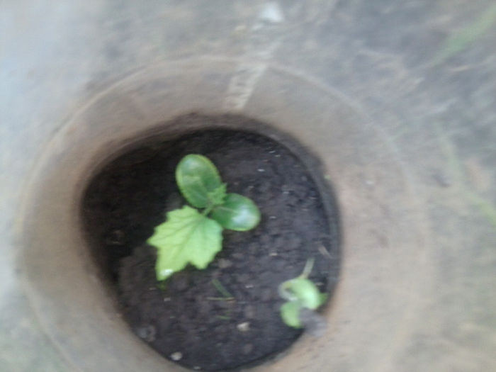 multumesc diana ptr. semintele oferite - flori de gradina 2013