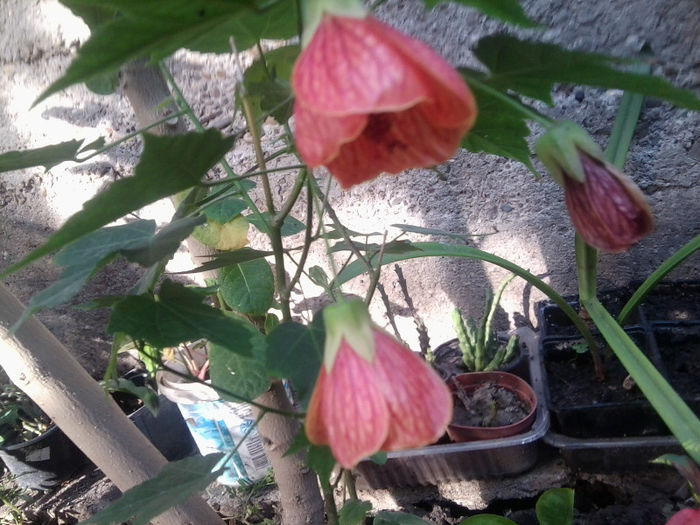 Fotografie3043 - flori de gradina 2013