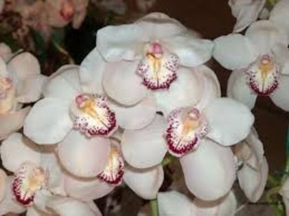 images - orhidee alba