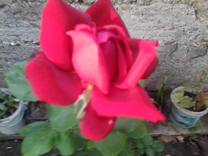 Fotografie3052 - flori de gradina 2013