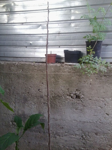 inca un kaki care nu vrea sa porneasca in vegetatie - flori de gradina 2013