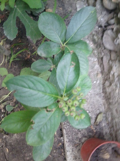aronia - flori de gradina 2013