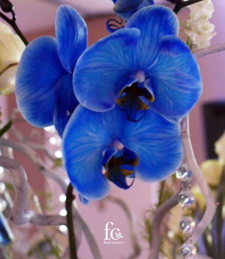 evantaie-orhidee-albastra-08-09-12-2 - orhidee albastra