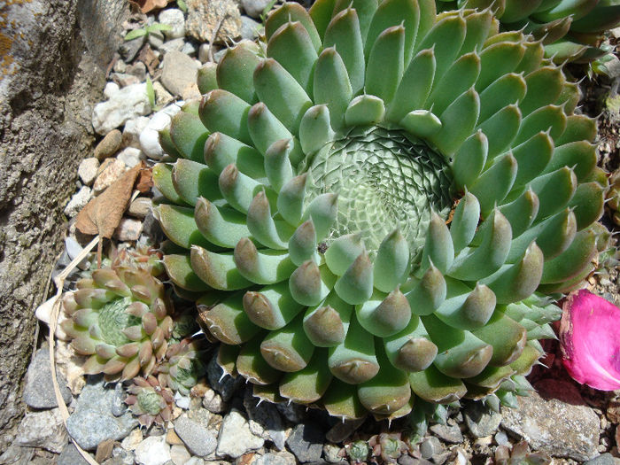 Orostachys spinosa (L.)Sweet 1830; Origine: Asia centrala și răsăriteană (Rusia, Mongolia, Coreea, China) -40°C
