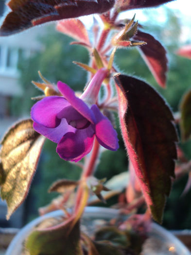 Violacea Semiplena - 19 iunie