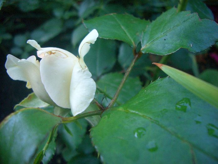 Palais Royal ® • Blanc Pierre de Ronsard • Blushing Pierre de Ronsard • MEIviowit • White Eden ™; Climber, Large-Flowered Climber.  Romantica ™.  Discovered by Alain Meilland (France, 1999).
