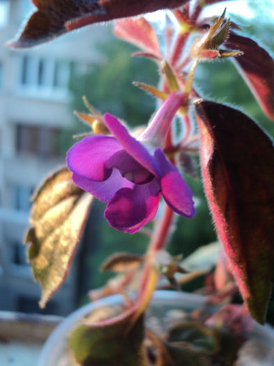 DSC05863 - Violacea Semiplena