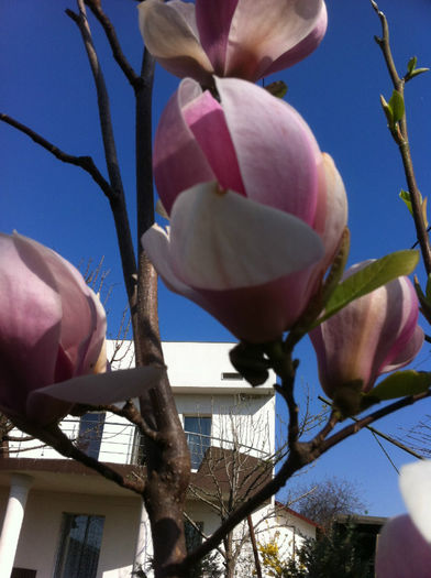 IMG_0383 - Magnolii