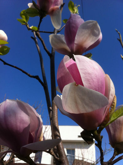 IMG_0384 - Magnolii