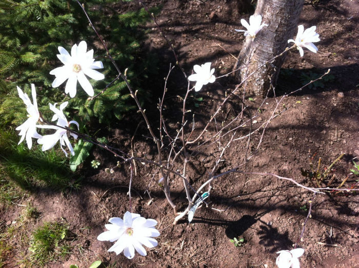 Magnolie stellata alba - Magnolii