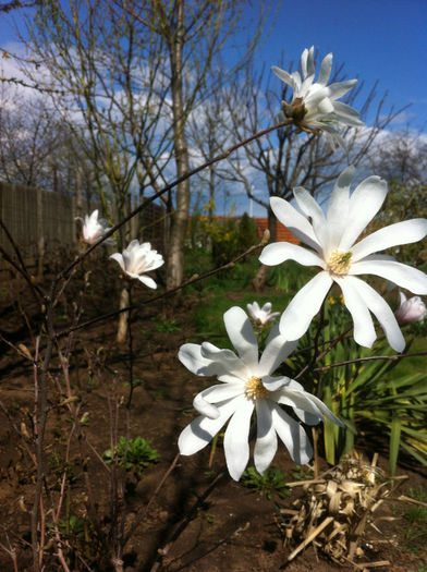 Magnolia Stellata alba-detaliu