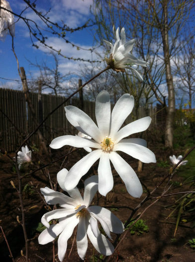 Magnolia Stellata alba-detaliu