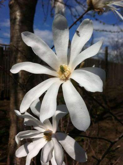 Magnolia Stellata alba-detaliu - Magnolii