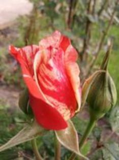 89470401_WYBOMOH (1)